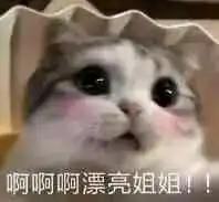 situs main poker online [Foto] Bantal enako dengan telinga kucing PR Bantalnya berukuran besar dengan Enako dalam cosplay kucing